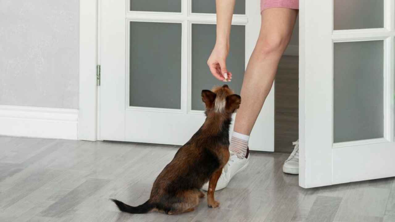 girl giving dog treats