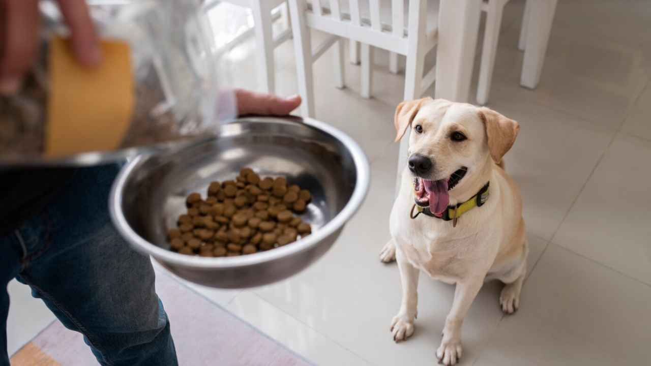 owner serving food bowl their pet dog