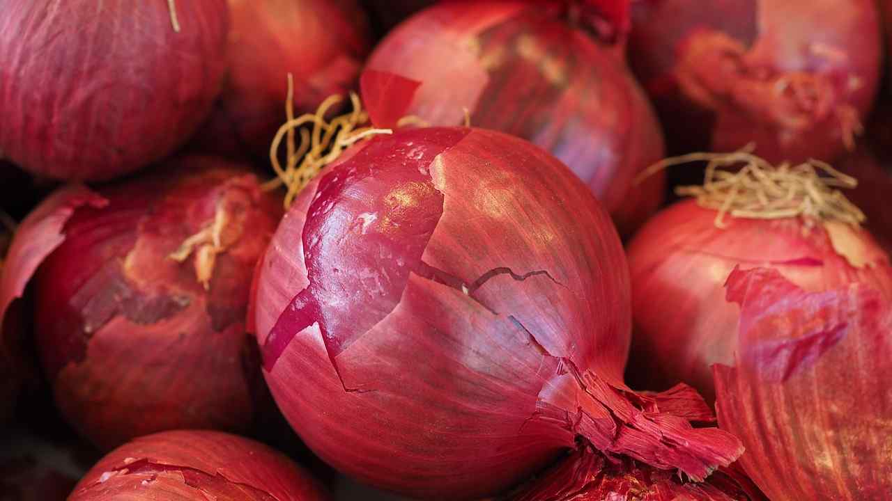 red vegetable onions vegetable onion