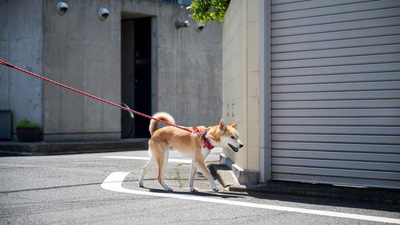 shiba inu dog taking walk