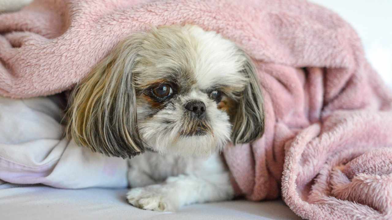shih tzu puppy lying blanket bed