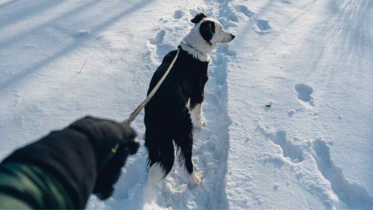 vertical shot dog walking snow with leash