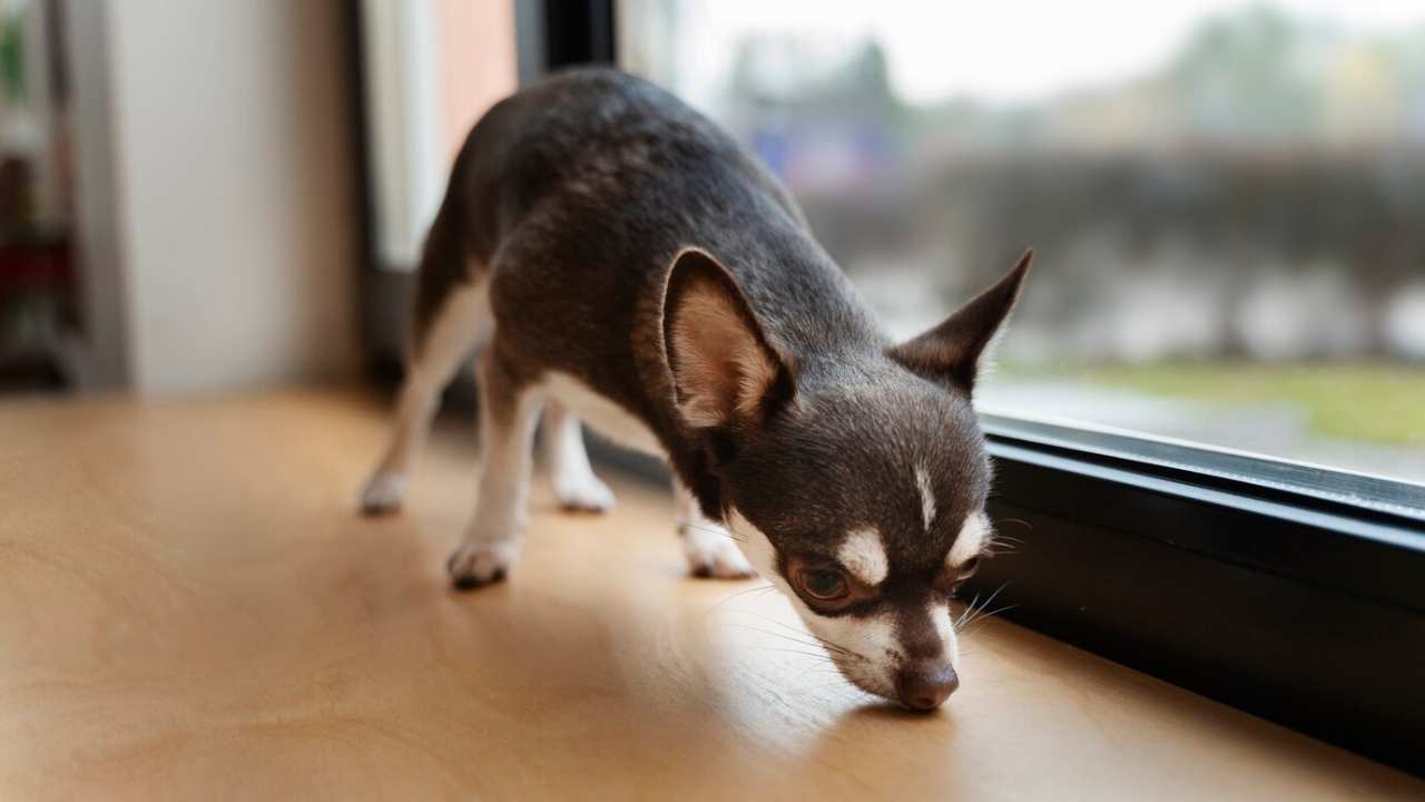 view adorable chihuahua dog house