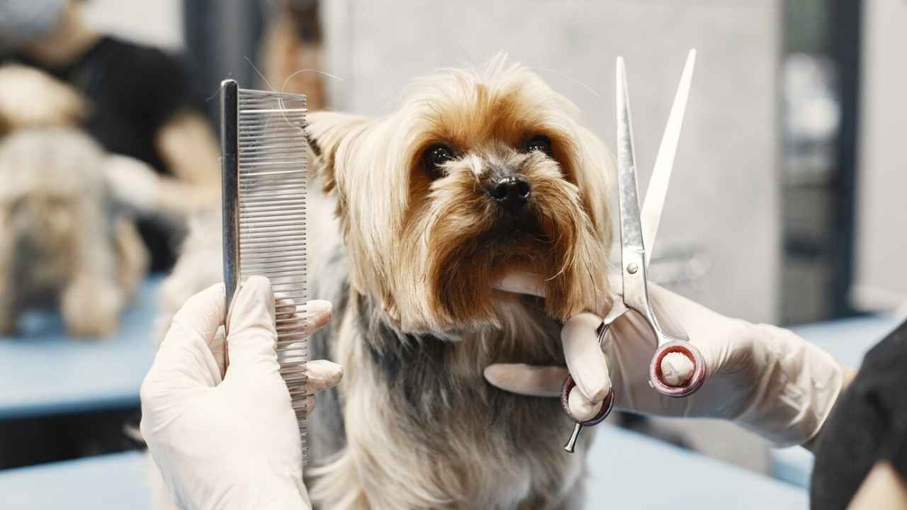 woman shears dog dog sitting couch breed yorkshire terrier