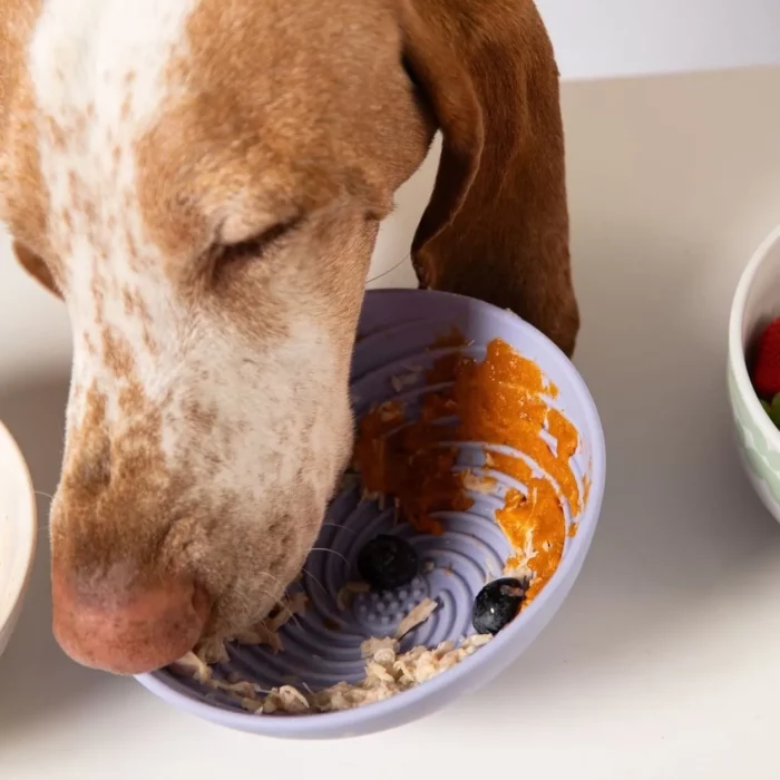 dog licking dish for better health