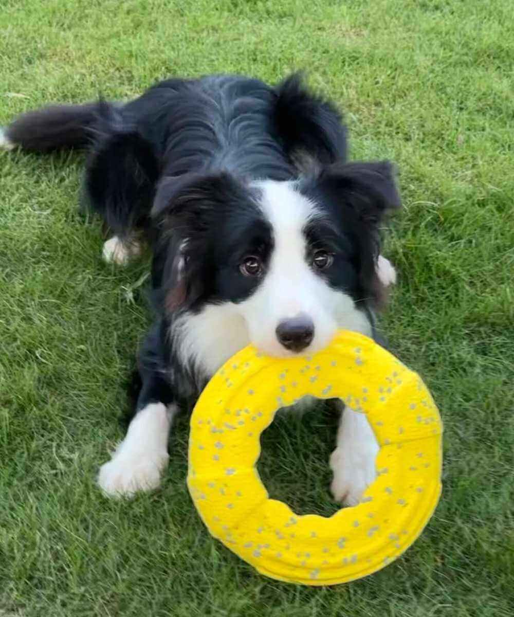 Indestructible Frisbee Flyer 2 dog-flyer-toys-1