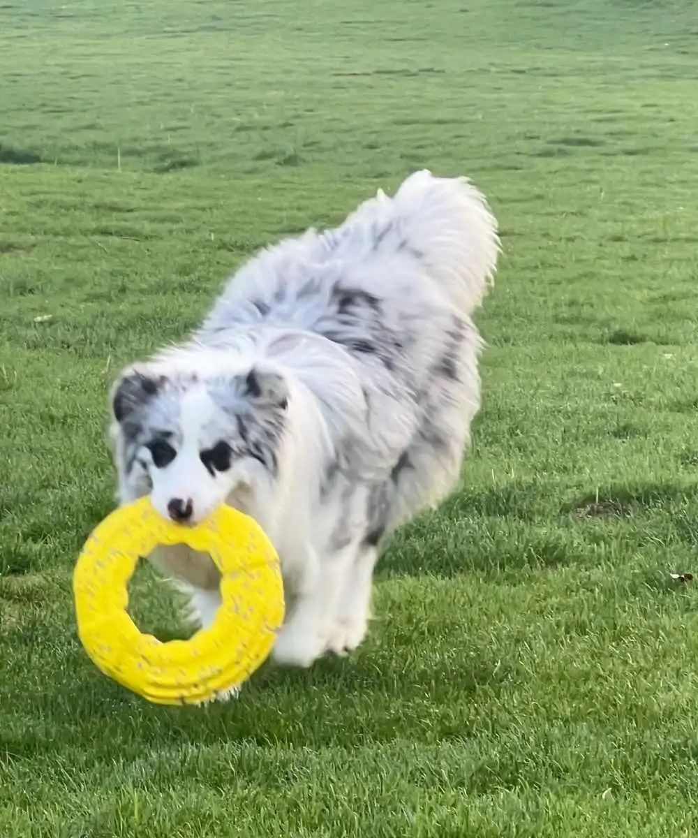 Indestructible Frisbee Flyer 3 dog-flyer-toys-2