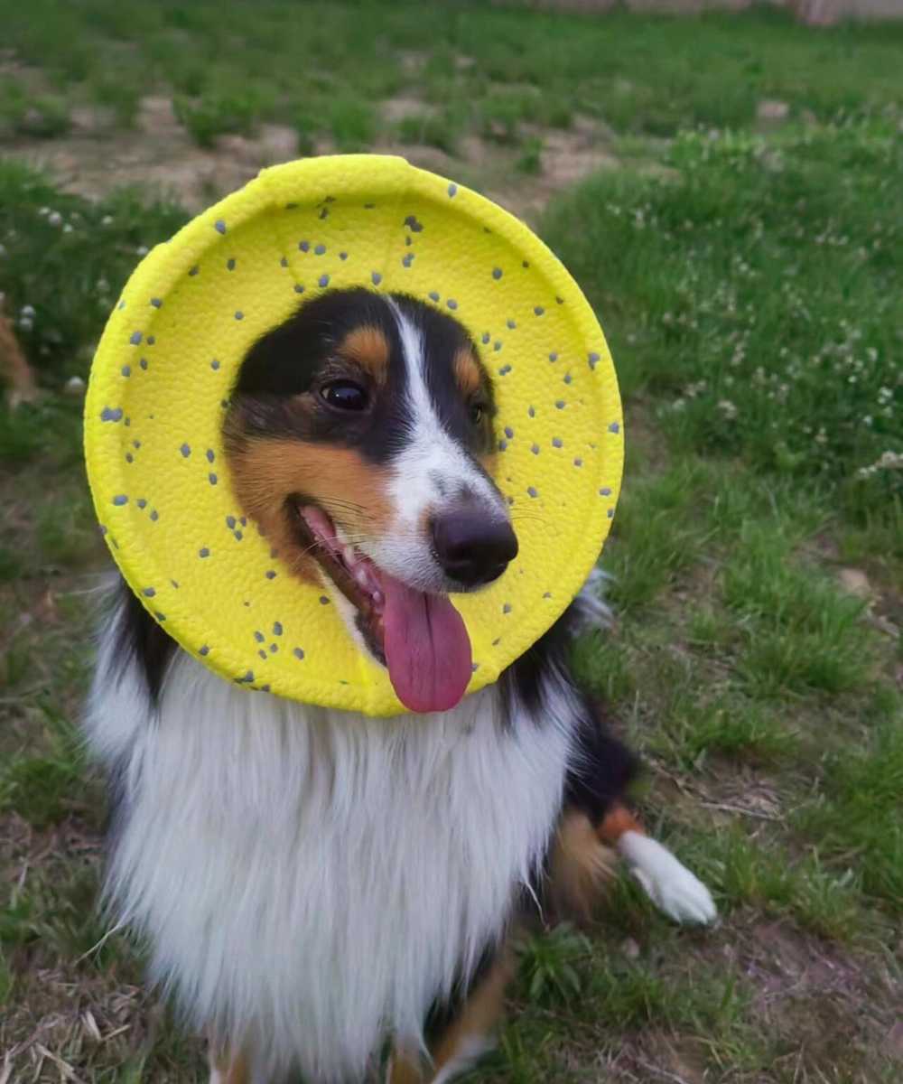 Indestructible Frisbee Flyer 1 dog-flyer-toys-5