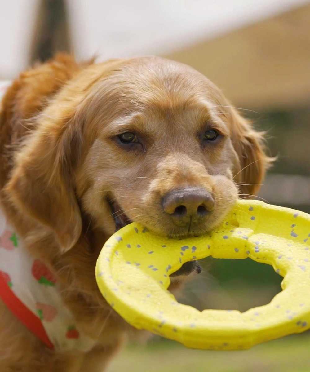 Indestructible Frisbee Flyer 5 dog-flyer-toys-6