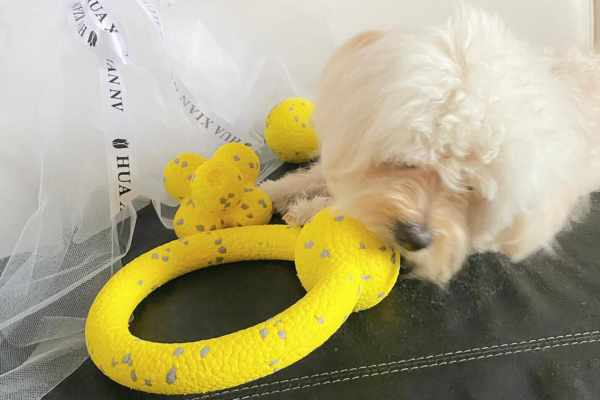 dog ring toy 2