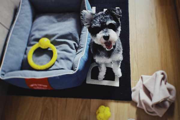 dog ring toy 3