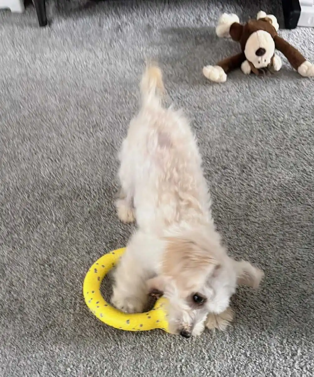 dog-ring-toys-6