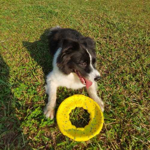 Indestructible Frisbee Flyer 10 flyer toys customer review 2