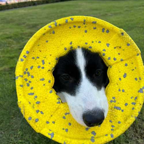 Indestructible Frisbee Flyer 12 flyer toys review 4