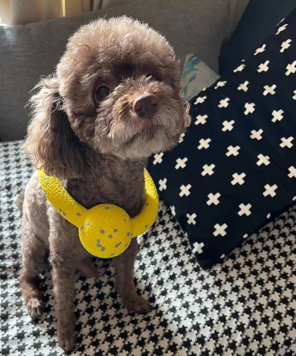 interactive-dog-ring-toy-1