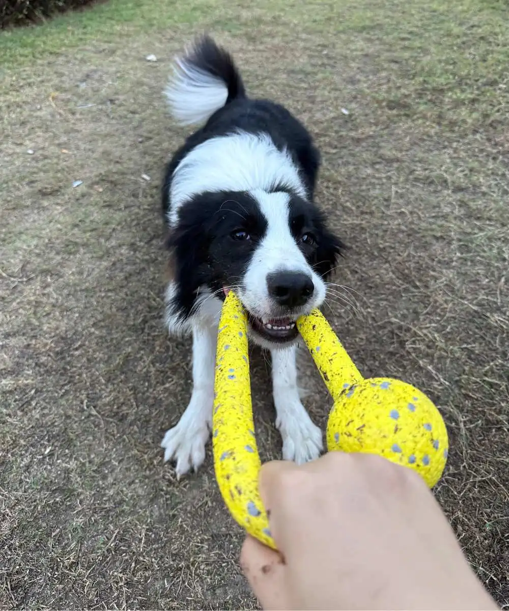 interactive-dog-ring-toy-2