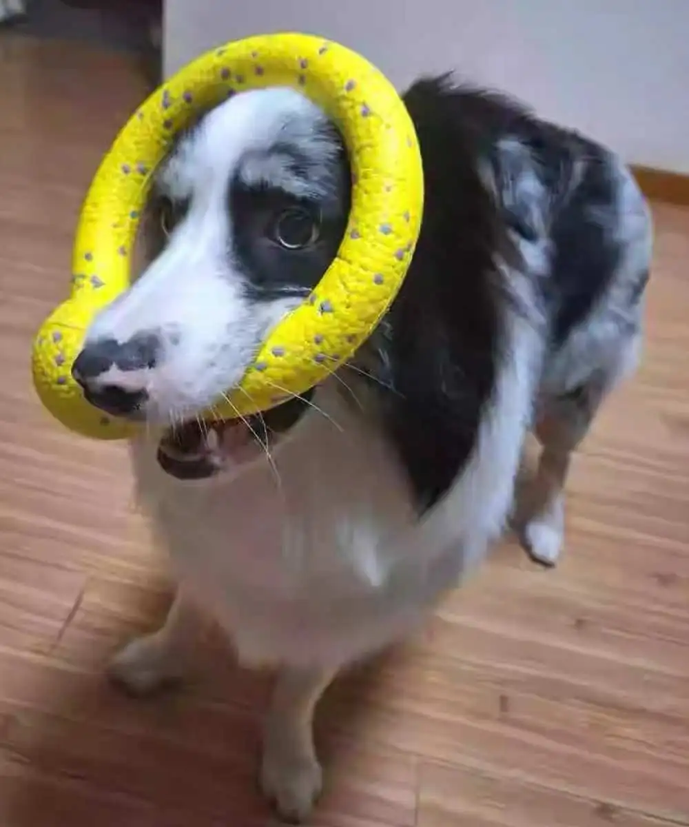 interactive-dog-ring-toy-3